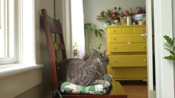 宠物虎斑猫坐在家里的椅子上