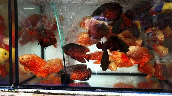 香港旺角市场水族馆里的热带鱼