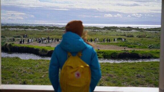 在火地岛上一名女子看着国王企鹅