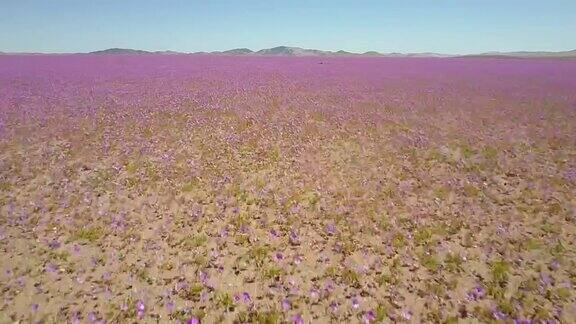 沙漠之花紫色花坛田野无人机拍摄阿塔卡马沙漠不时下雨成千上万的花在沙漠中生长令人惊叹的“Desiertoflorida”现象