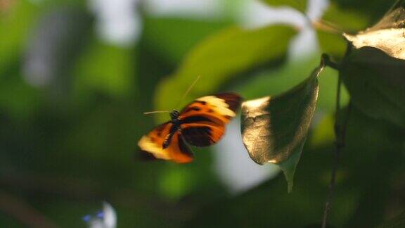 丛林蝴蝶向下拍打的慢动作