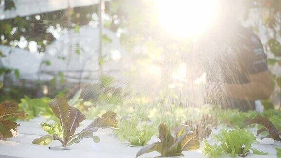园丁为有机农场施肥浇水阳光拍摄