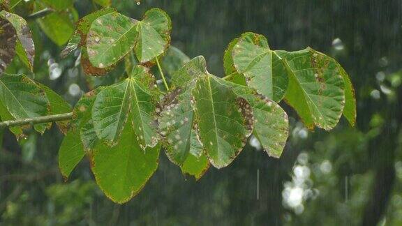 雨水浸湿了树叶凝结成雨滴