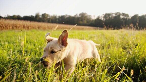 慢动作小狗在高草地上奔跑