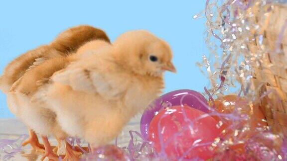 小鸡围着复活节蛋转
