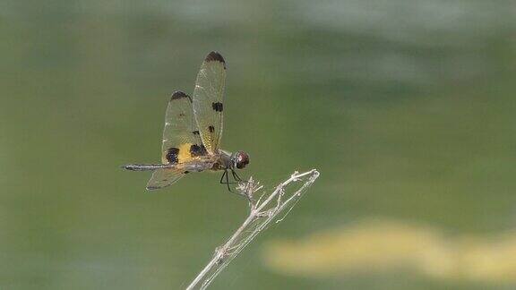 蜻蜓栖息在湿地的树枝上