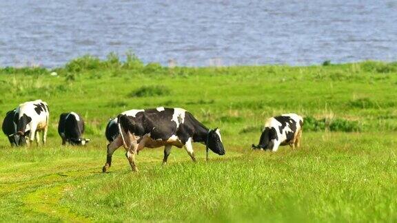 晴天里牛在河边草地上吃草