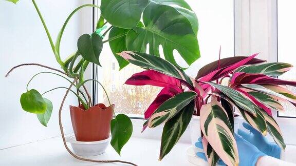 手把盆栽植物放在房间的窗台上冬季室内植物护理和家庭园艺