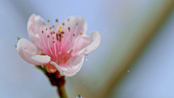 水滴落在花上