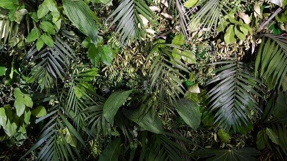 装饰背景墙的绿色植物叶片热带