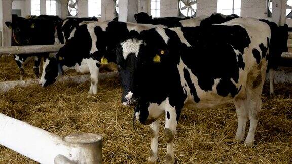牛棚产房里的奶牛产犊