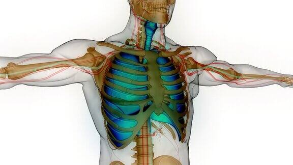 人体呼吸系统肺与隔膜解剖动画概念