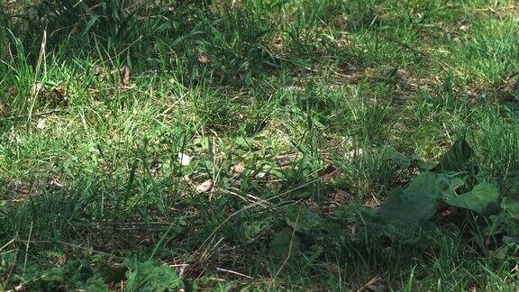 白蝴蝶卷心菜在草地上飞舞