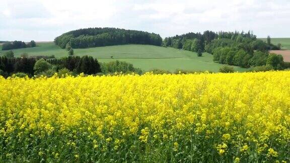 春景以油菜地为主蓝天下油菜花盛开捷克共和国