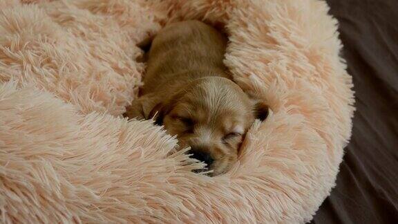 一只年轻的英国可卡犬睡在他的床上在睡梦中抽搐