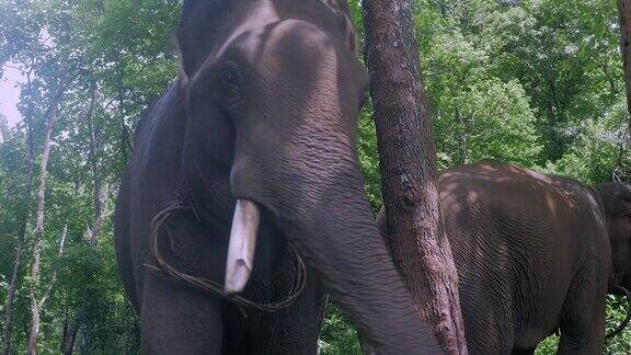 森林里两头大象的特写
