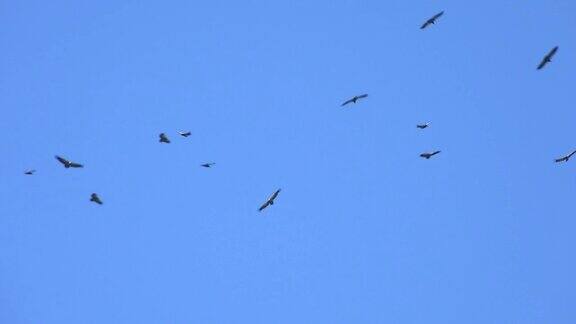 野生动物群鹰翱翔蓝天