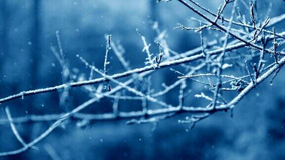 近距离降雪落在树枝上