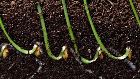 随着时间的推移谷类植物正从小小的种子长成带根的绿色茎干