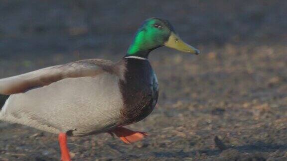 在一个阳光明媚的春天清晨雄性绿头野鸭在湖边的泥泞中散步