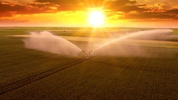 鸟瞰图灌溉系统在日落灌溉麦田