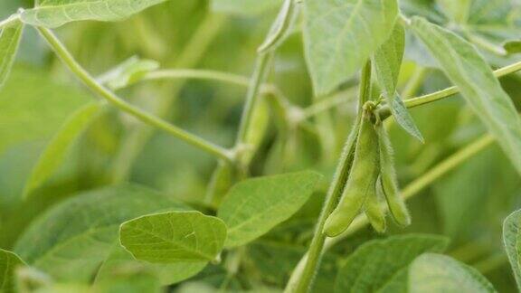 绿色大豆田的特写大豆作物田大豆成熟的背景丰收农业、自然和农业用地