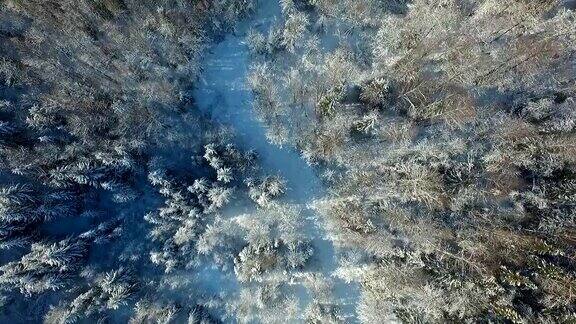 在一个童话般的冬日森林里