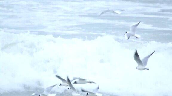 一大群海鸥在海浪上飞翔
