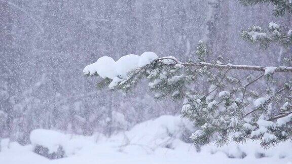 雪花飘落在森林里