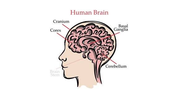 人脑方案视频医学教育动画横幅