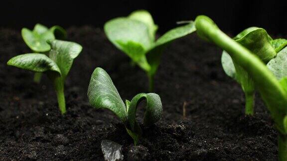 植物在春季生长发芽植物在温室农业