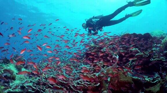 珊瑚礁上一群美丽的红色小鱼