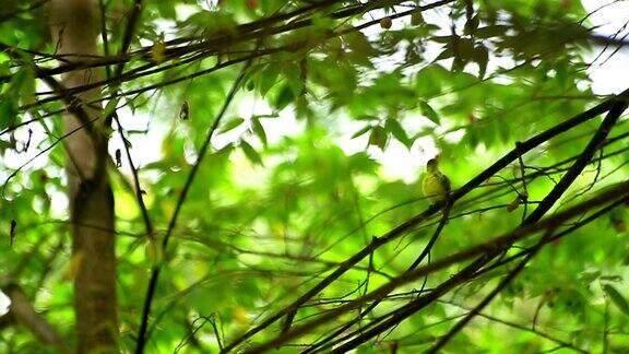一只鸟在树上梳理羽毛