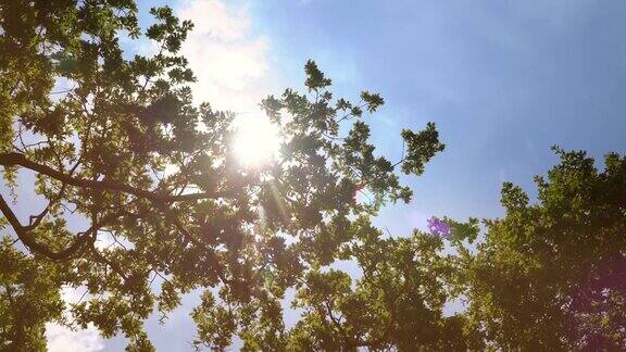 4K橡树树冠在夏日微风中轻轻摇曳