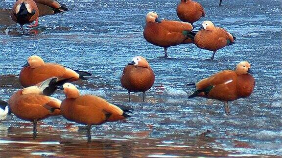 红润的雌麻鸭在冰上成群结队