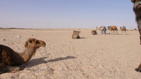 单峰驼躺在沙漠的沙地上撒哈拉沙漠中的一群贝都因骆驼平移镜头
