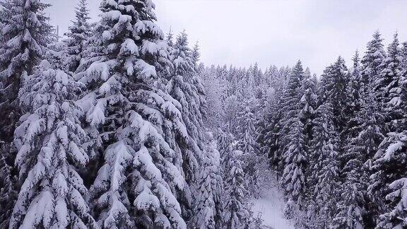 松树被雪覆盖着鸟瞰图