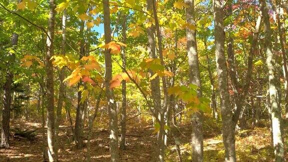 特写:森林地面上的干燥树叶和茂密的落叶在森林的树梢上