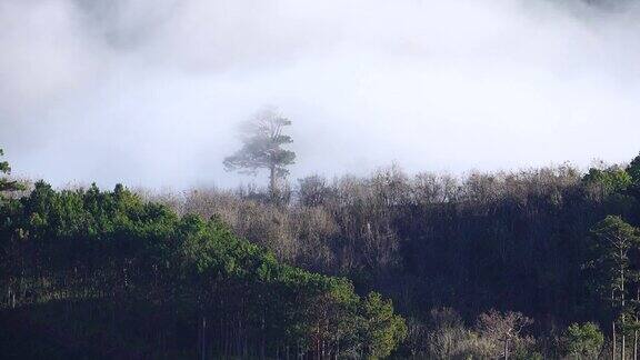 云在寂寞的树上流动