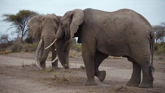 肯尼亚安博塞利国家公园一对非洲大象夫妇站在尘土累累的地面上都在吃地上的干枯植物