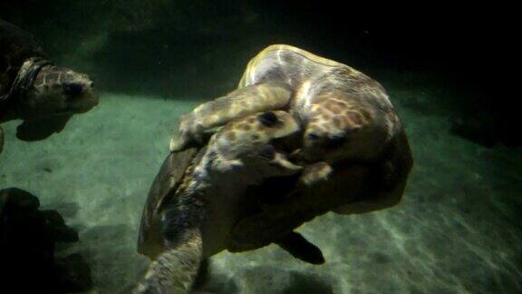海龟是交配