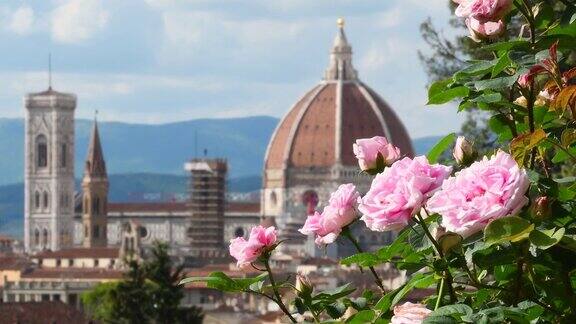 在佛罗伦萨著名的玫瑰花园中美丽的粉红玫瑰随风飞舞背景是圣玛丽亚大教堂意大利