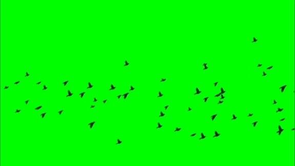 飞行组的鸟运动图形与绿色屏幕背景