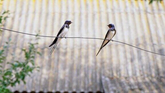两只燕子并排坐在一根电线上鸟儿们正在为狩猎做准备一只燕子飞走了