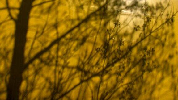 黄色背景上的树影