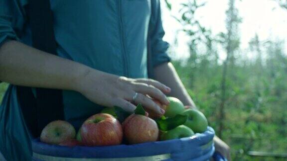 慢镜头女人提着装满新鲜多汁苹果的大桶