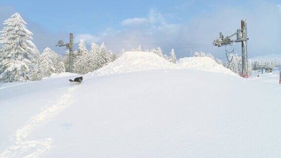 狗在雪里玩