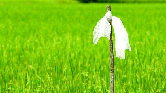 风缓缓地吹着塑料袋上的干竹竿去稻田里追鸟稻草人泰国的稻田和稻田种植园里的稻田亚洲