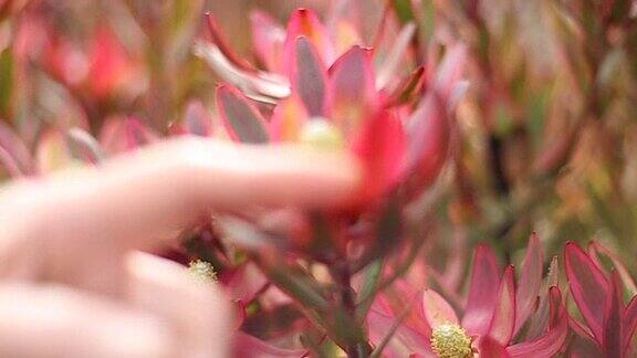 女人的手摸着粉红色的花