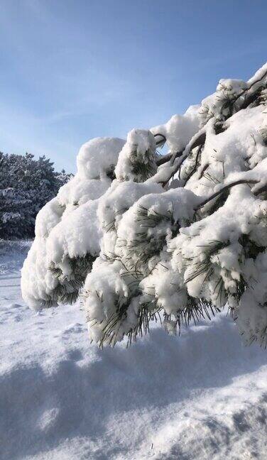 松枝上的雪映着蓝天